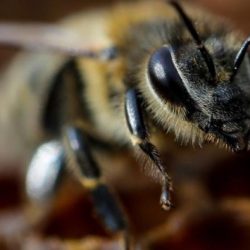 Bilim insanları koronayı tespit etmek için arıları eğitti